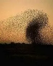 دانلود pdf پایان نامه  کاربرد الگوریتم PSO در شبکه های حسگر بیسیم رایگان