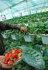 دانلود pdf پایان نامه  طراحی گلخانه هوشمند رایگان