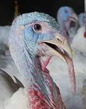 دانلود pdf مقاله  پرورش بوقلمون رایگان