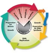 دانلود  پاورپوینت  پاورپوینت چرخه یاخته ای تولید مثل رایگان