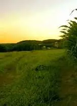 دانلود pdf مقاله  كاربرد فناوري اطلاعات در كشاورزي‎ رایگان