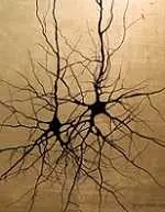 دانلود pdf مقاله  معرفی شبکه های عصبی و ساختار نورون عصبی‎ رایگان