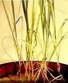 دانلود pdf مقاله  اثر فرسایش آبی در کاهش حاصلخیزی‎ رایگان