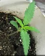 دانلود pdf پایان نامه  بررسي اثرات تنش خشكي در مراحل انتهايي رشد بر صفات زراعي رایگان