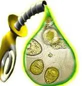 دانلود pdf مقاله  زراعت گیاهان روغنی رایگان