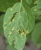 دانلود pdf مقاله  آفات و بیماری های سویا رایگان