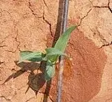 دانلود pdf پایان نامه  ارزیابی روش آبیاری قطره ای در گندم و مقایسه با آبیاری سطحی رایگان