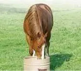 دانلود pdf پروژه  آماری برسی رابطه بین سن اسب و علوفه مصرفی آن رایگان