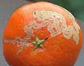 دانلود pdf مقاله  پیرامون آفات مرکبات رایگان