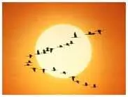 دانلود pdf مقاله  پیرامون الگوریتم بهینه سازی توده ذرات ‎( PSO )‎ رایگان