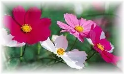 دانلود pdf مقاله  پیرامون کاشت و تکثير گياهان زينتي رایگان