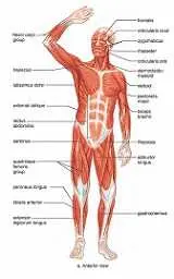 دانلود pdf کتاب عضلات بدن انسان رایگان