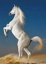 دانلود pdf کتاب دانستنیهای دنیای اسب ها پایگاه اینترنتی پرستو رایگان