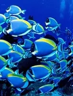 دانلود pdf کتاب دنیای زیر آب سمانه معزی رایگان