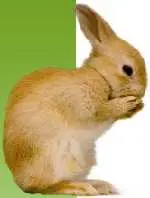 دانلود pdf کتاب راهنمای نگهداری خرگوش بهزاد عظیمی رایگان