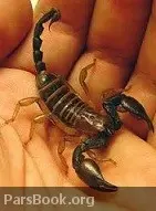 دانلود pdf کتاب راهنمای کنترل گزش جانوران زهردار دانشگاه علوم پزشکی کرمان رایگان