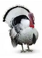 دانلود pdf کتاب مقدمه ای بر پرورش بوقلمون رایگان