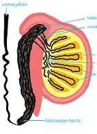 دانلود pdf کتاب سرطان بیضه مرتضی مدنی نژاد رایگان