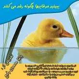 دانلود pdf کتاب چگونه اردک رشد می کند یاشا محمدی رفیع رایگان