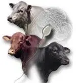 دانلود pdf کتاب فرهنگ لغت تخصصی علوم دامی کامبیز قوطوری رایگان