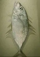 دانلود pdf کتاب اطلس ماهیان دریایی خلیج فارس و دریای عمان نرسی نصیرآبادی رایگان