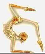 دانلود pdf کتاب مجموعه حرکات ورزشی جهت پیشگیری و درمان درد عضلات سمانه قائدیان رایگان