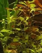 دانلود pdf کتاب گیاهان آبزی دانشگاه پیام نور گروه مولفان دانشگاه پیام نور رایگان