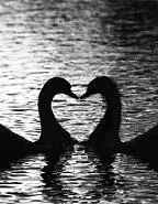 دانلود pdf کتاب عشق برای عشق مهدی امین جعفری رایگان