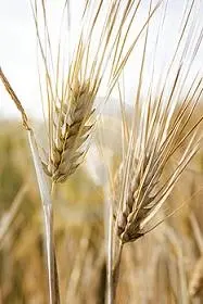 دانلود pdf کتاب PDF رشد و آفات گندم رایگان