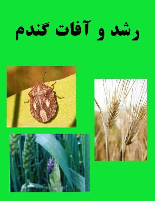 دانلود pdf کتاب رشد و آفات گندم رایگان