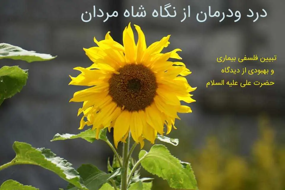 دانلود pdf کتاب درد و درمان از نگاه شاه مردان رایگان