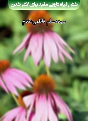 دانلود pdf کتاب ۶ گیاه دارویی مفید برای لاغر شدن سیدمسلم فاطمی مقدم رایگان
