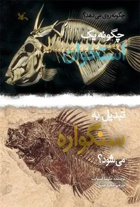 دانلود pdf کتاب چگونه یک استخوان تبدیل به سنگواره می شود؟ ملیسا استوارت