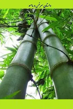 دانلود pdf کتاب  سرخس و بامبو  سجاد شاهرخی رایگان