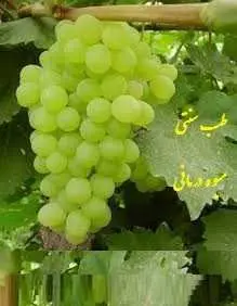 دانلود pdf کتاب  طب سنتی میوه درمانی  امیر تقی زاده رایگان