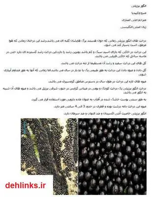 دانلود pdf کتاب انگور برزیلی وکی پدیا