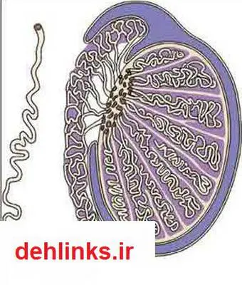 دانلود pdf کتاب سرطان بیضه مرتضی مدنی نژاد