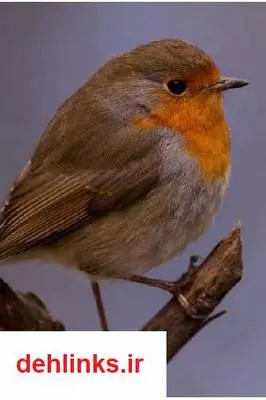 دانلود pdf کتاب تصاویر روانشناسی محمد نظری گندشمین