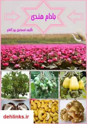 دانلود pdf کتاب بادام هندی اسماعیل پورکاظم