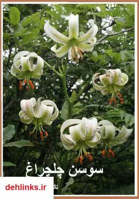 دانلود pdf کتاب سوسن چلچراغ اسماعیل پورکاظم