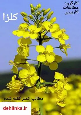 دانلود pdf کتاب کلزا، مطالب کمتر گفته شده