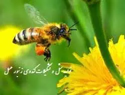 دانلود pdf کتاب تولید مثل و تشکیلات کندوی زنبور عسل رایگان