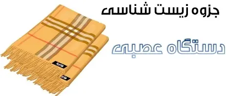 دانلود pdf جزوه زیست شناسی مبحث دستگاه عصبی رایگان | ویژه کنکور