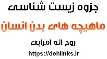 دانلود pdf ماهیچه های بدن انسان‎ رایگان | ویژه کنکور