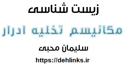 دانلود pdf مکانیسم تخلیه ادرار‎ رایگان | ویژه کنکور