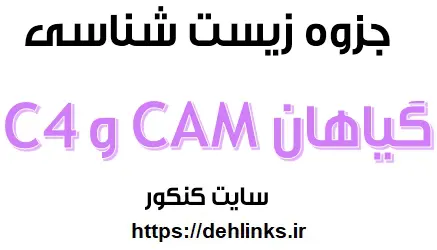 دانلود pdf جزوه زیست مبحث گیاهان CAM و C4‎ رایگان | ویژه کنکور