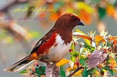دانلود pdf جزوه زیست گیاهی رایگان | ویژه کنکور