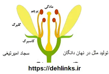 دانلود pdf جزوه تولید مثل در نهان دانگان رایگان | ویژه کنکور