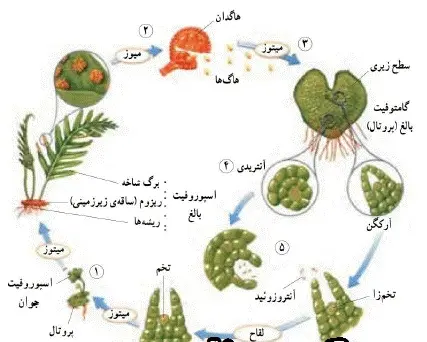 دانلود pdf جزوه جمع بندی تولید مثل در گیاهان رایگان | ویژه کنکور
