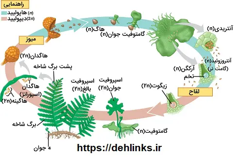 دانلود pdf جزوه تولید مثل در گیاهان زیست شناسی رایگان | ویژه کنکور